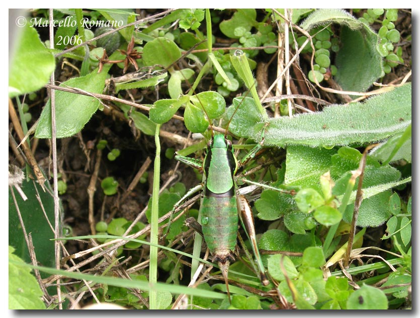 Eupholidoptera chabrieri bimucronata